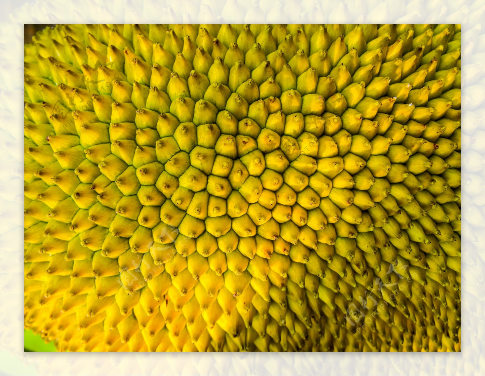 菠萝高清图片素材