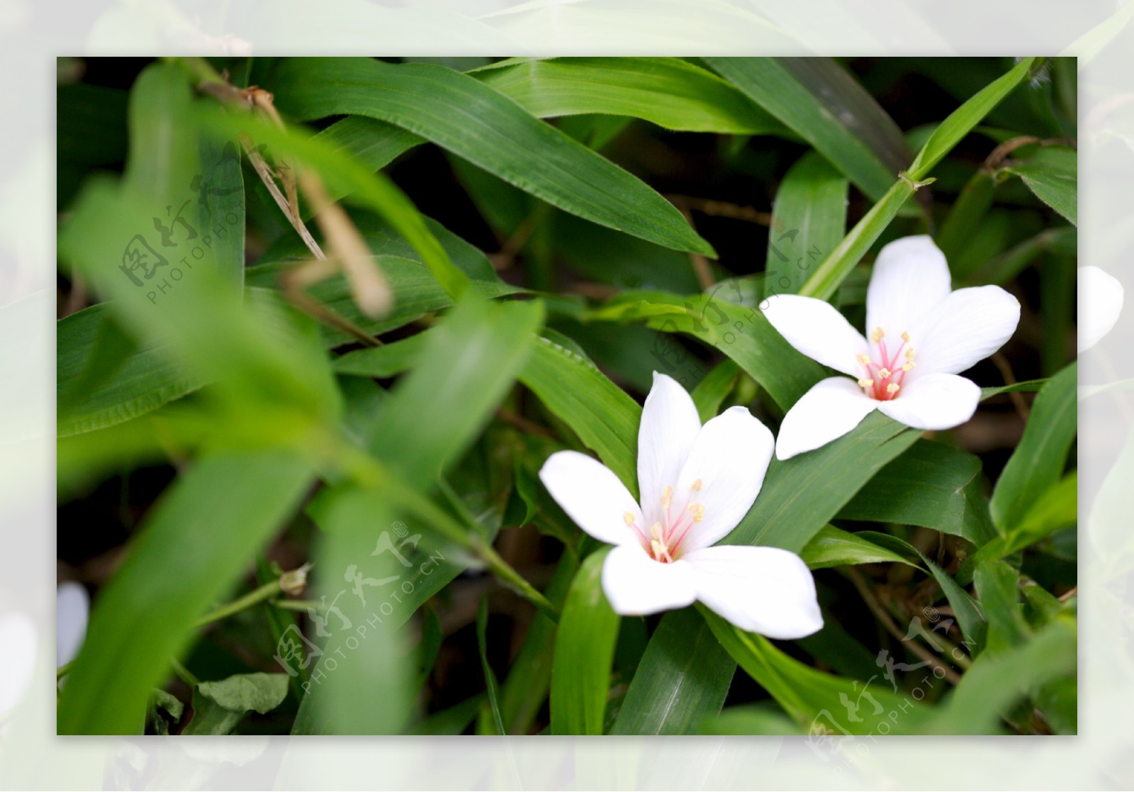 白色純淨花花朵鲜花花卉繁花似景