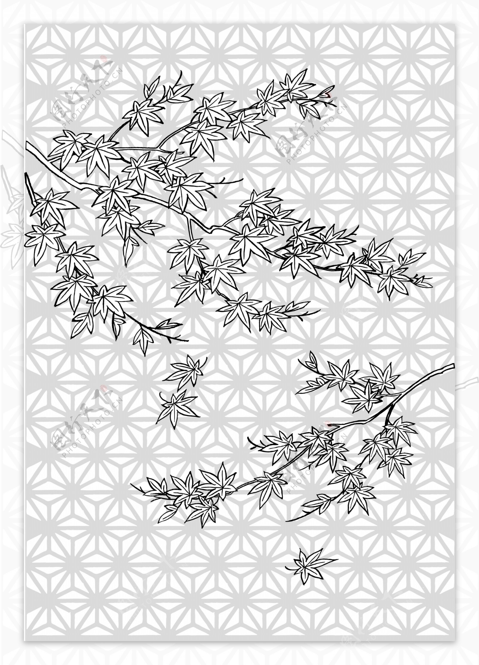 枫叶线描植物花卉矢量素材