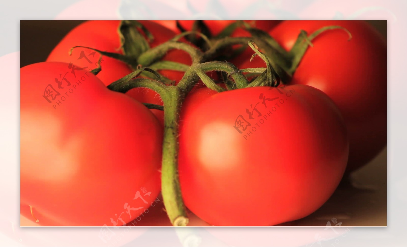 葡萄藤上的番茄股票视频缩放旋转