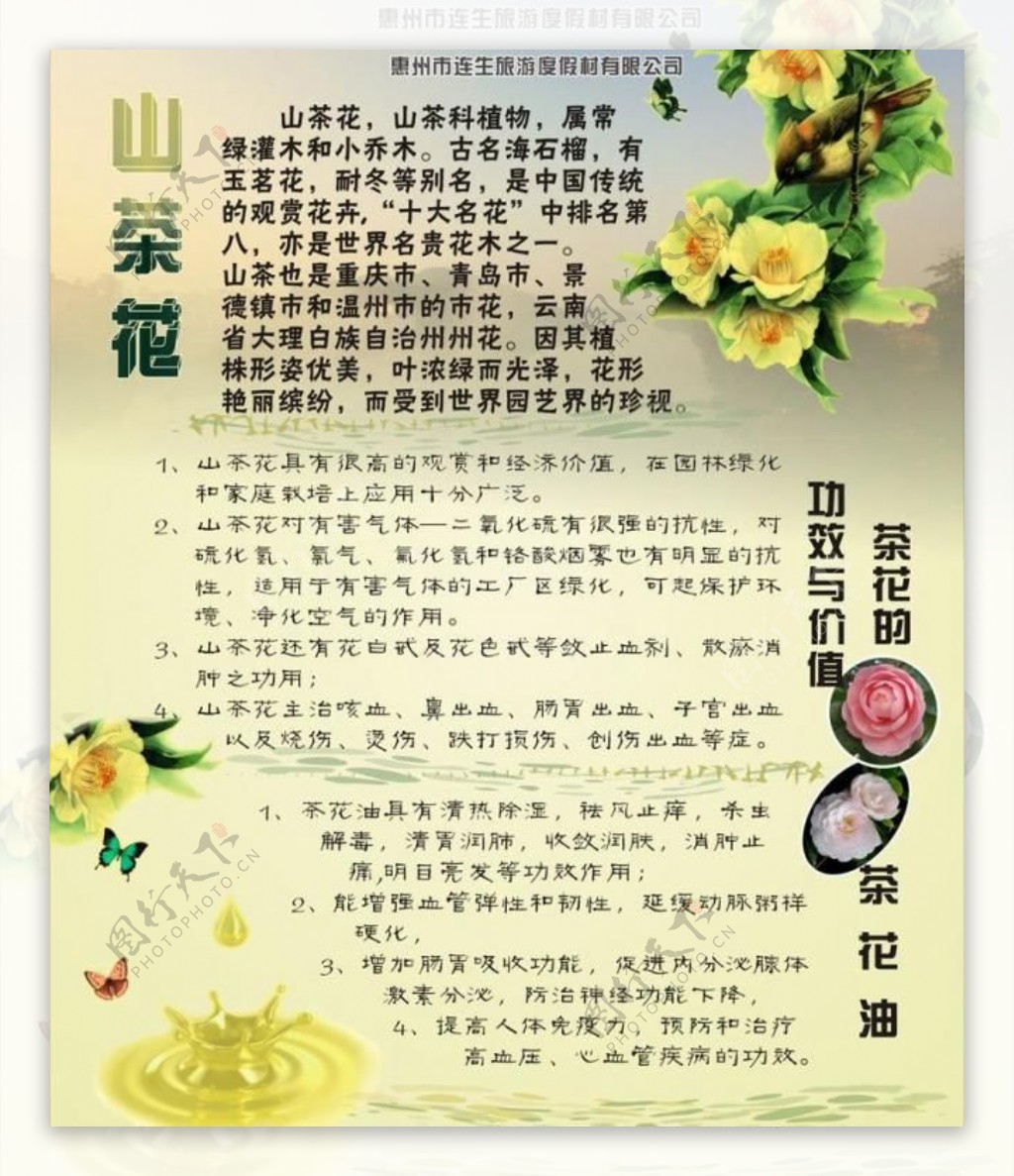 山茶花图片