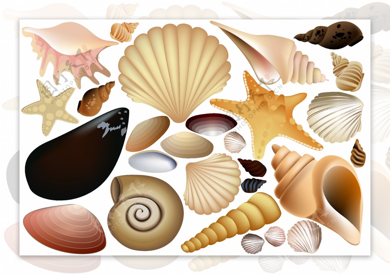 贝壳海螺矢量图