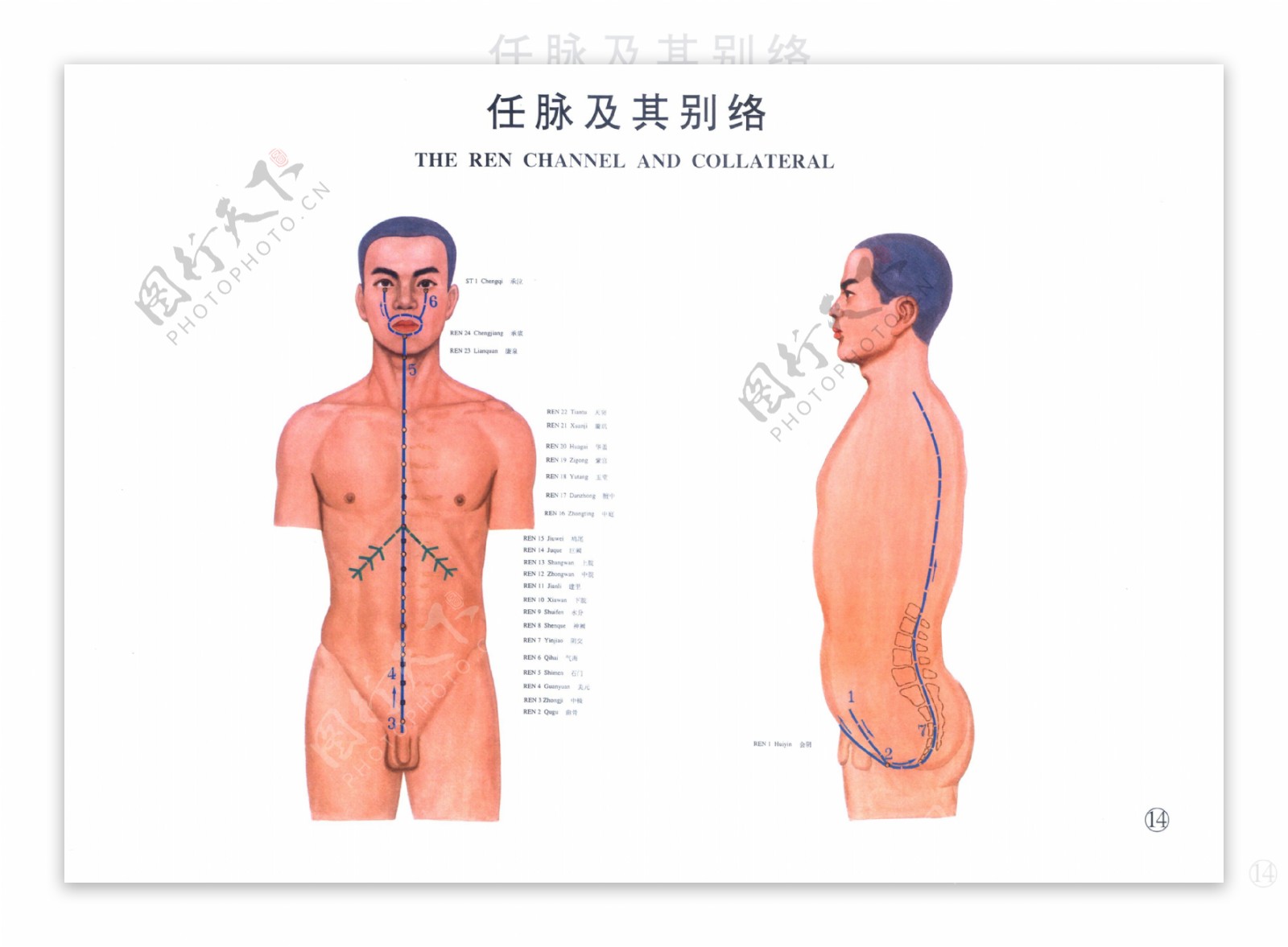 中医经络图全套任脉图片