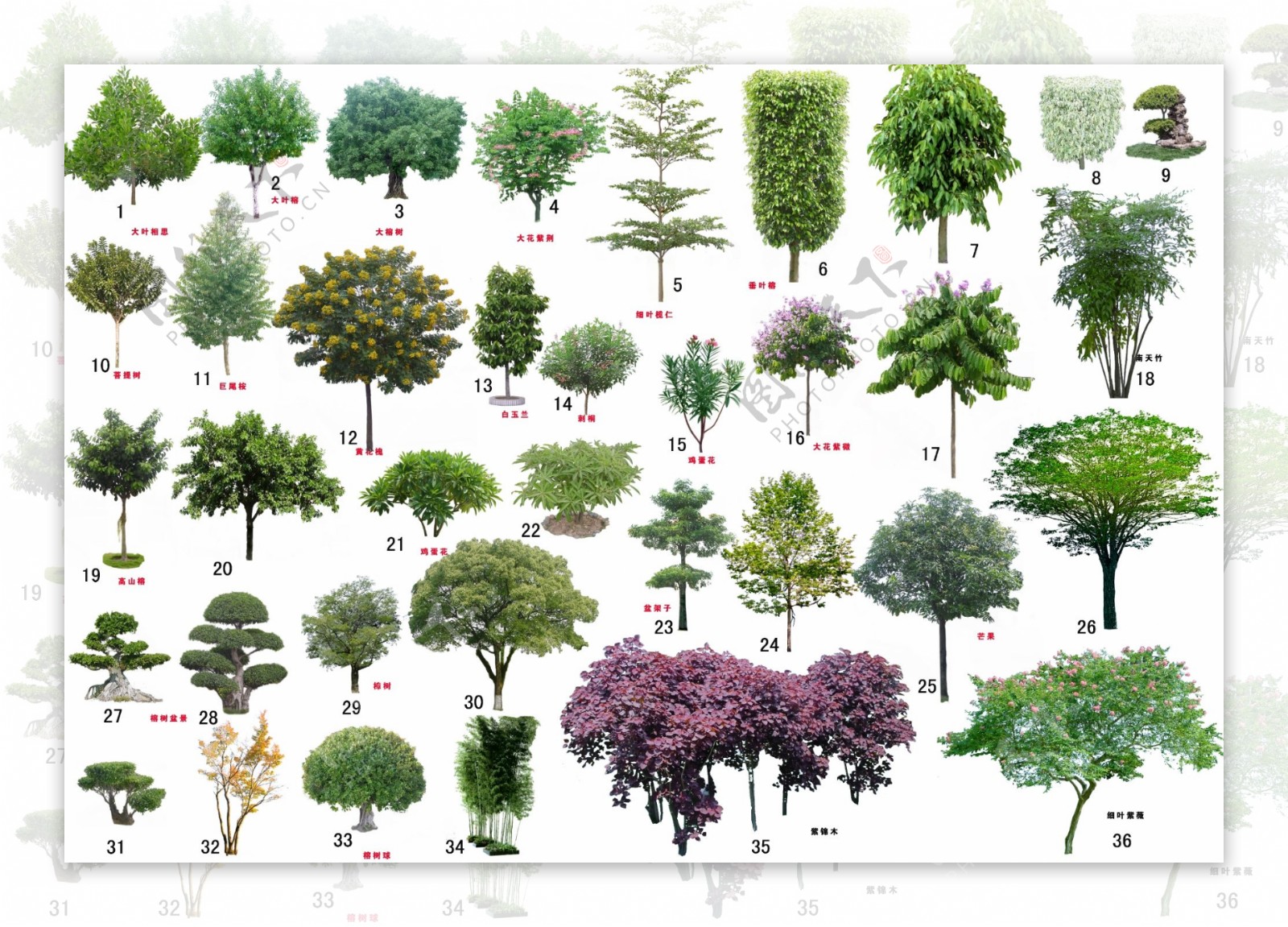 树木素材图