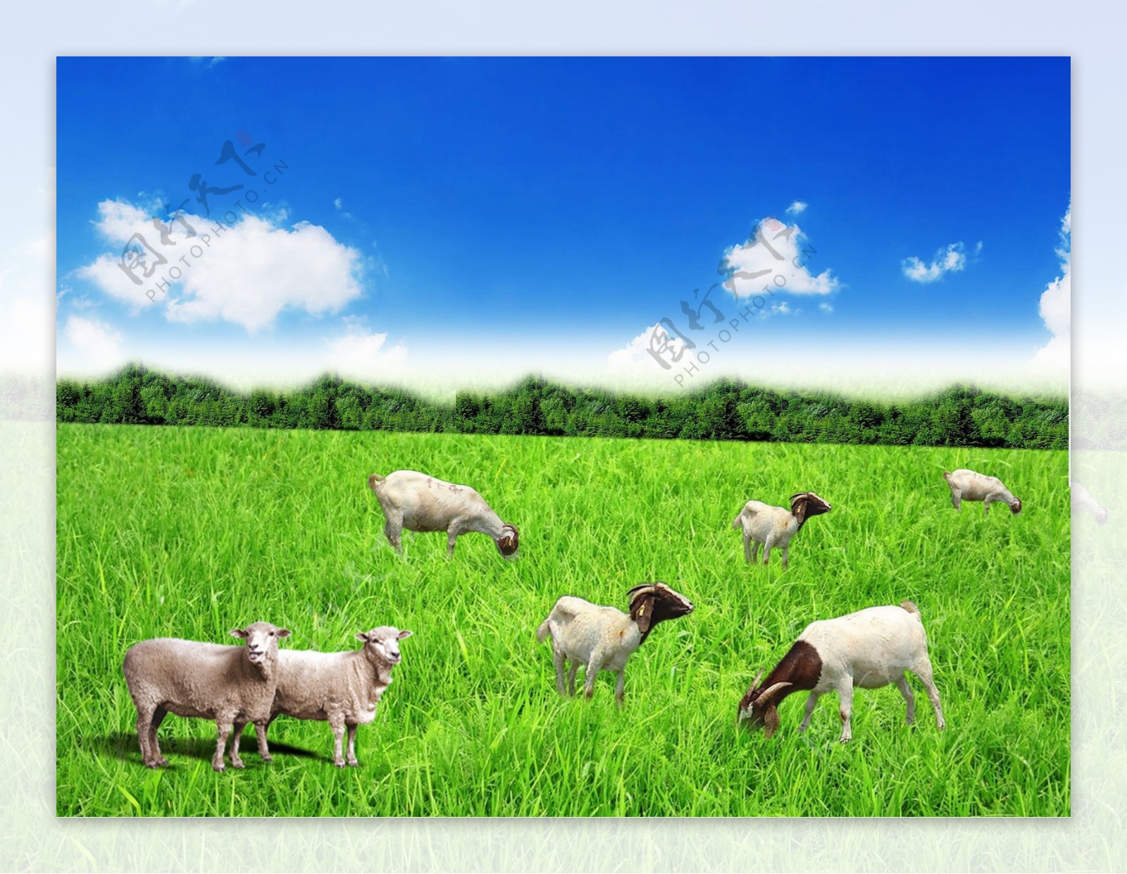 草原羊群图片素材-编号16833147-图行天下