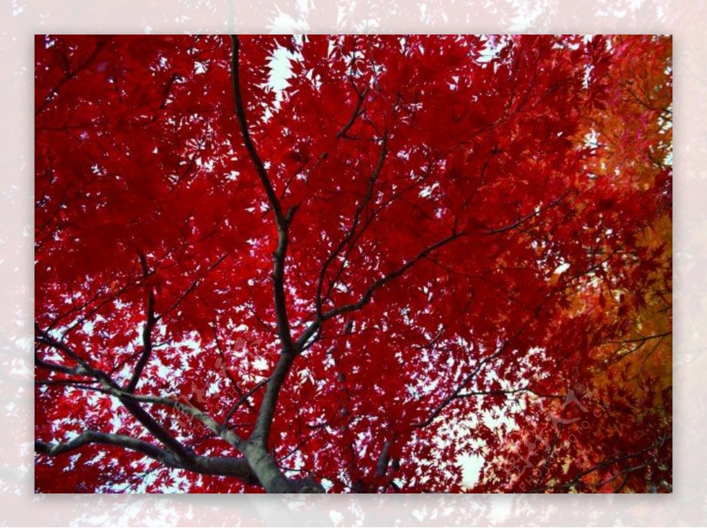 秋风红叶