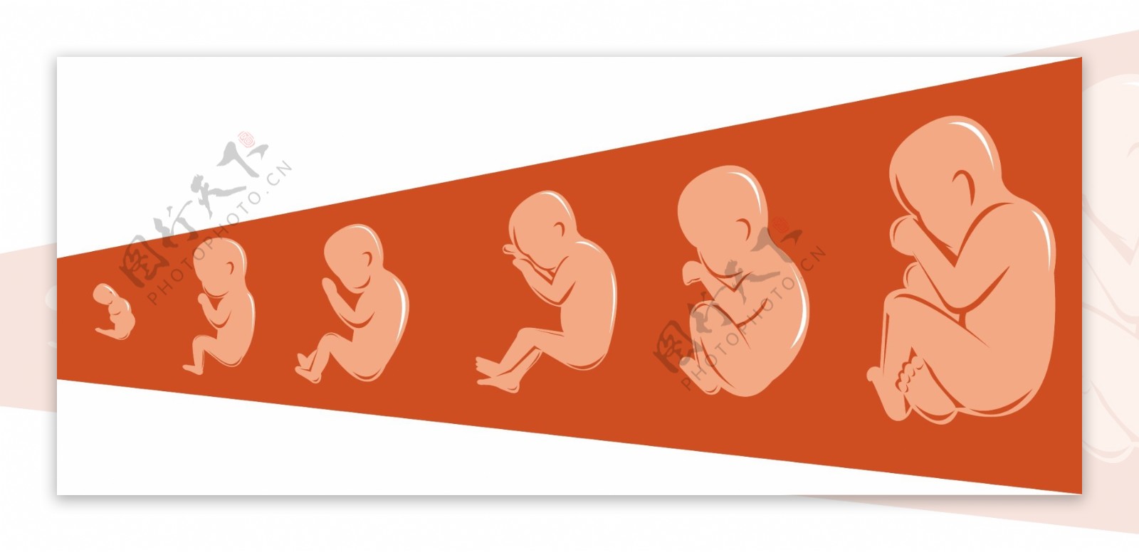 胚胎在母亲子宫中的发育阶段插画图片素材_ID:380233881-Veer图库