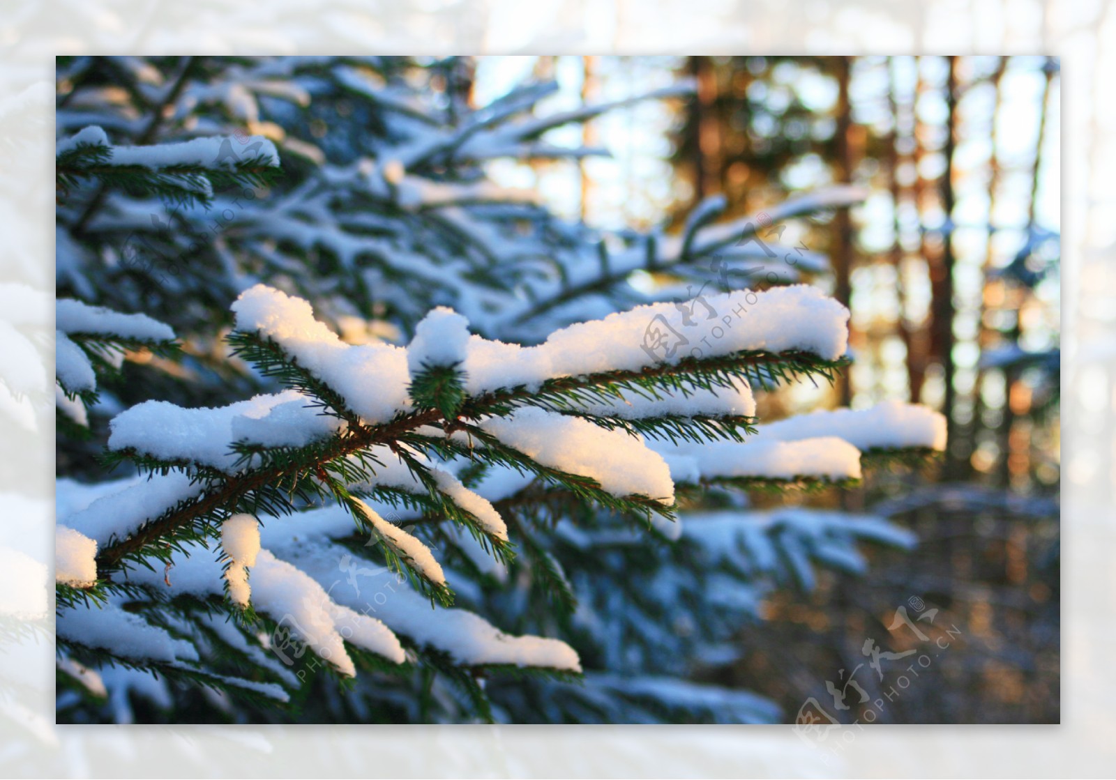 松树的树枝覆盖着雪冰