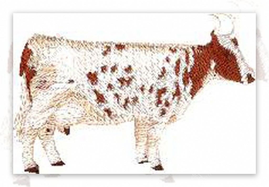 绣花动物牛色彩棕色免费素材