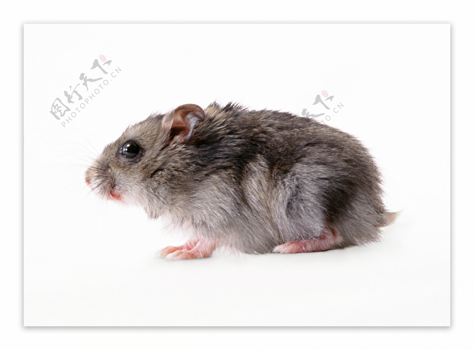 小动物动物世界老鼠小老鼠灰老鼠偷偷摸摸