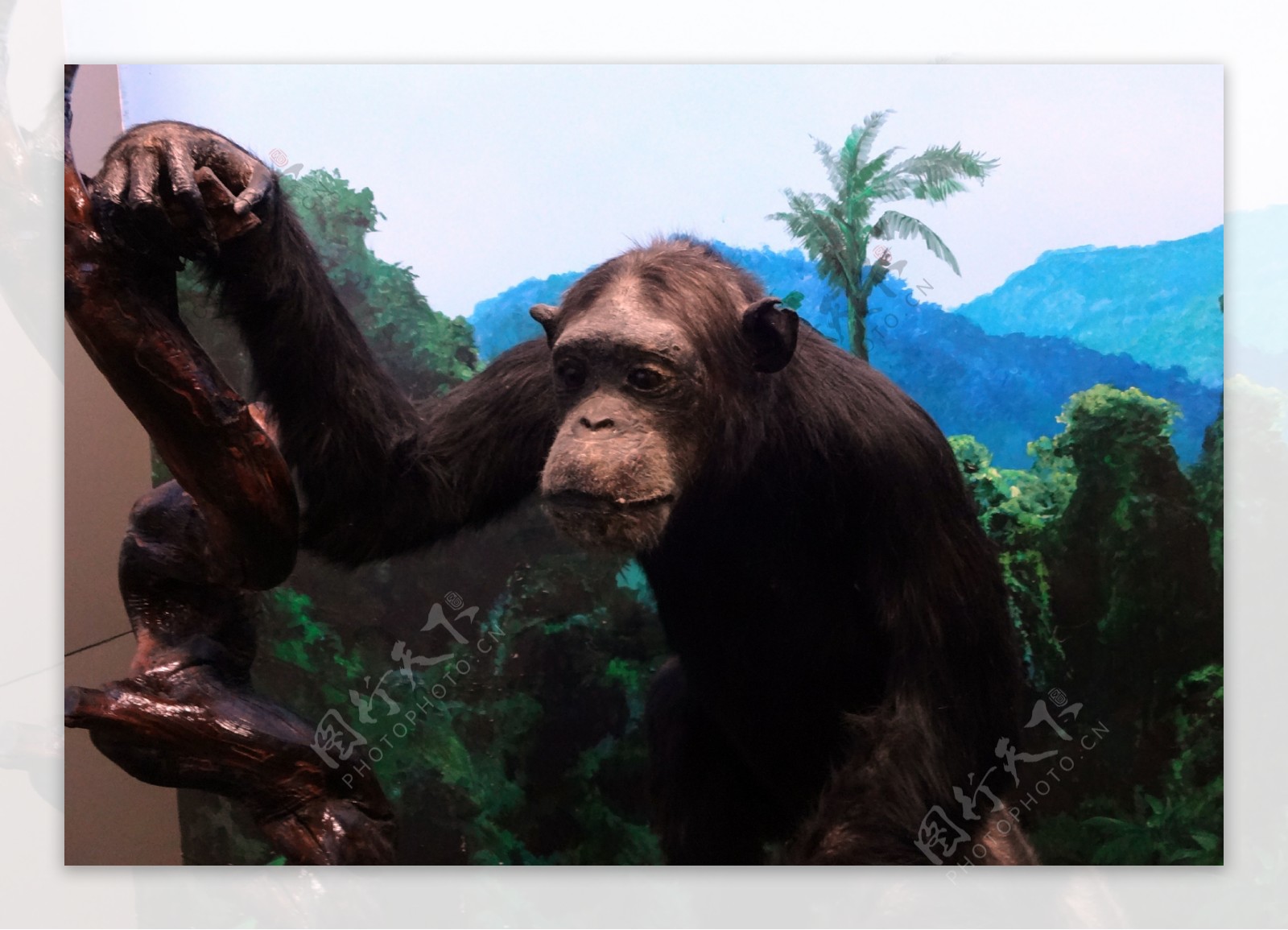摸头、跳跃、丢草皮，南宁动物园黑猩猩火出圈了|手机广西网