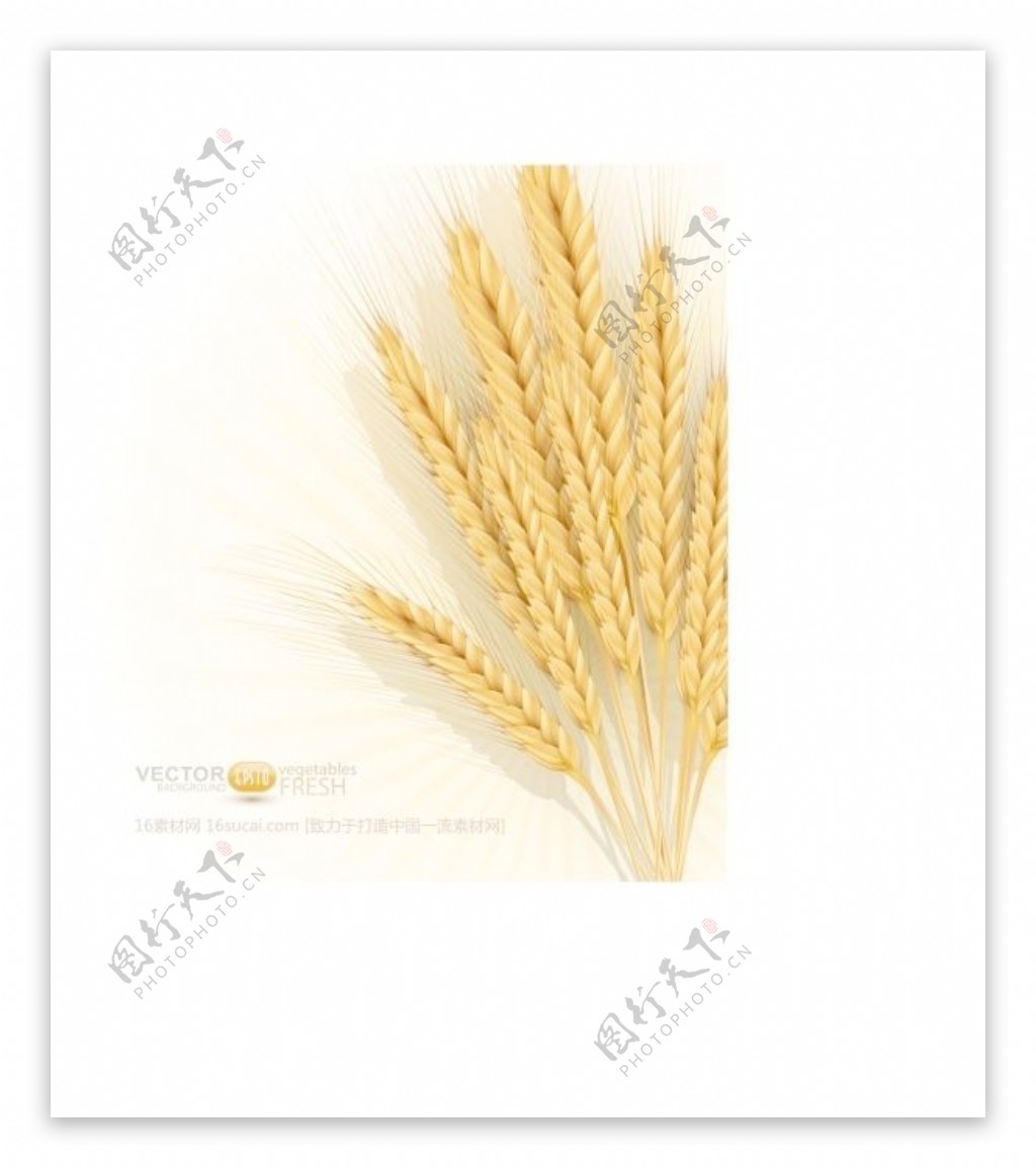 金色麦穗矢量背景图设计