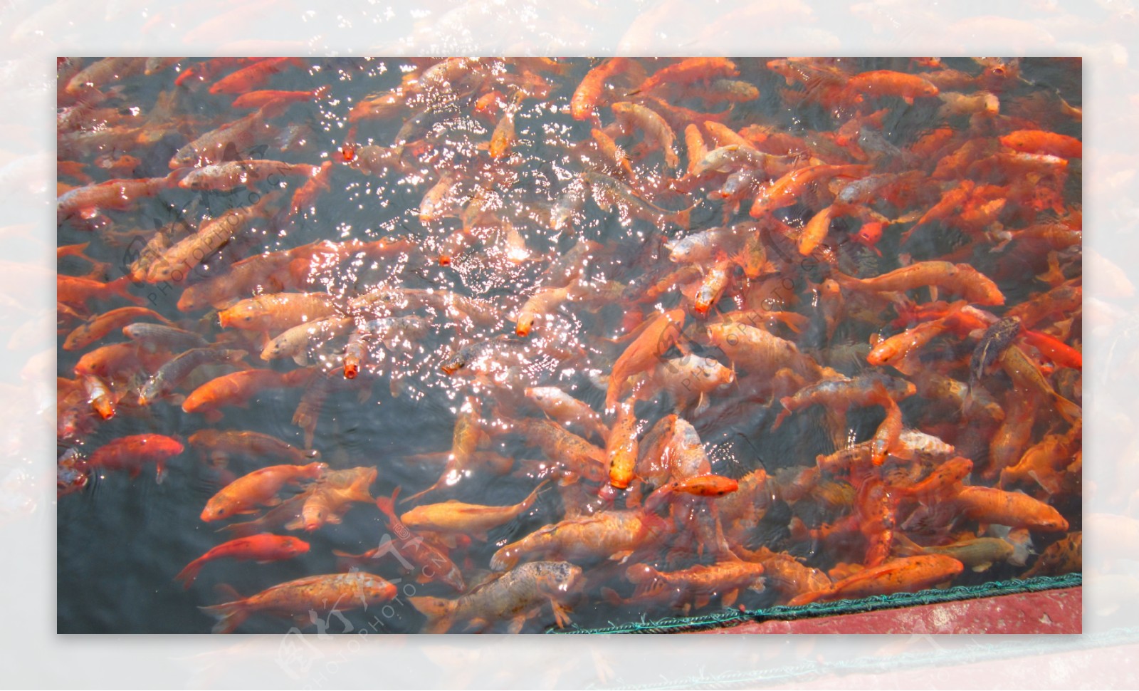 千岛湖的野生鱼图片