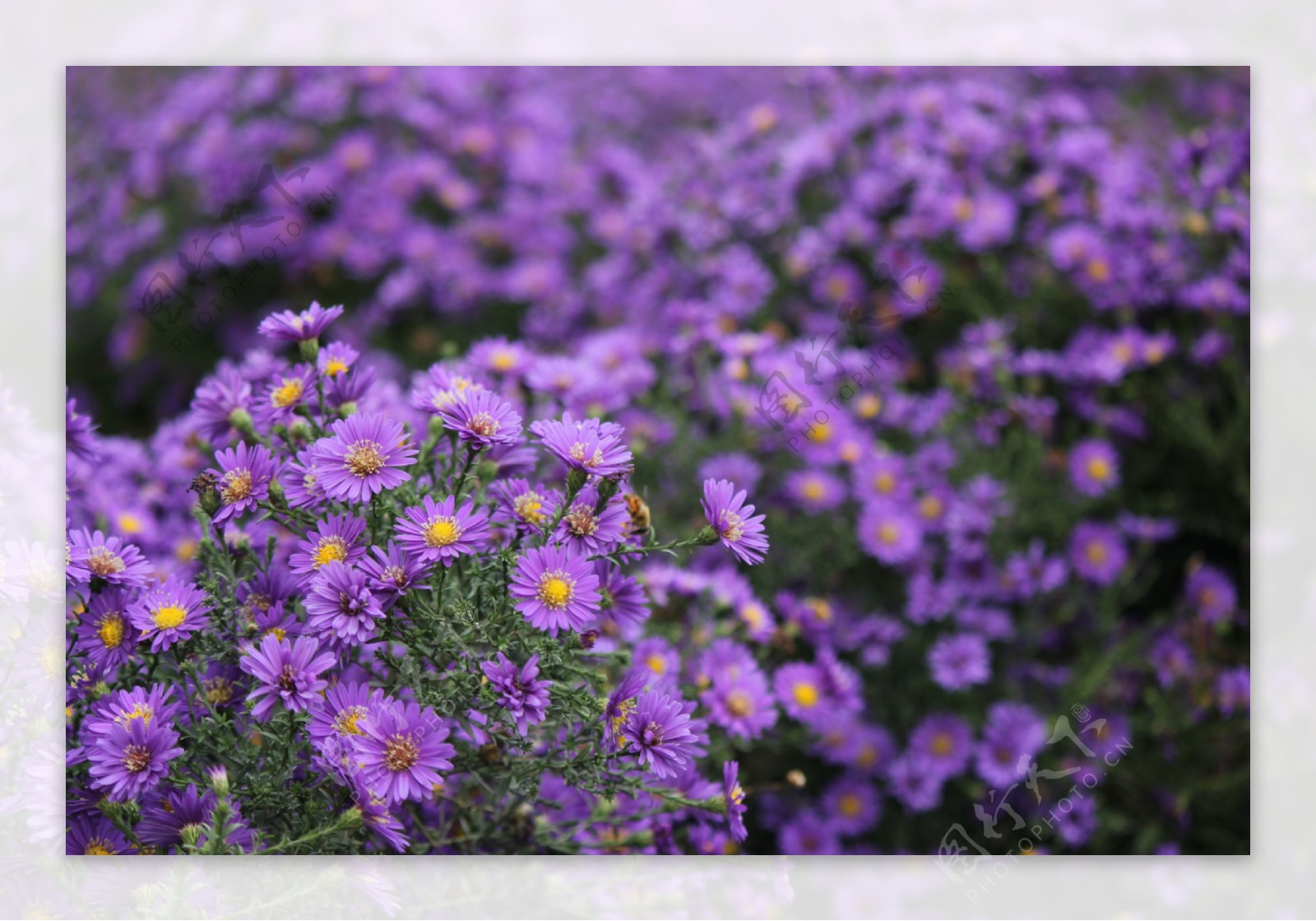 花花类紫菊花