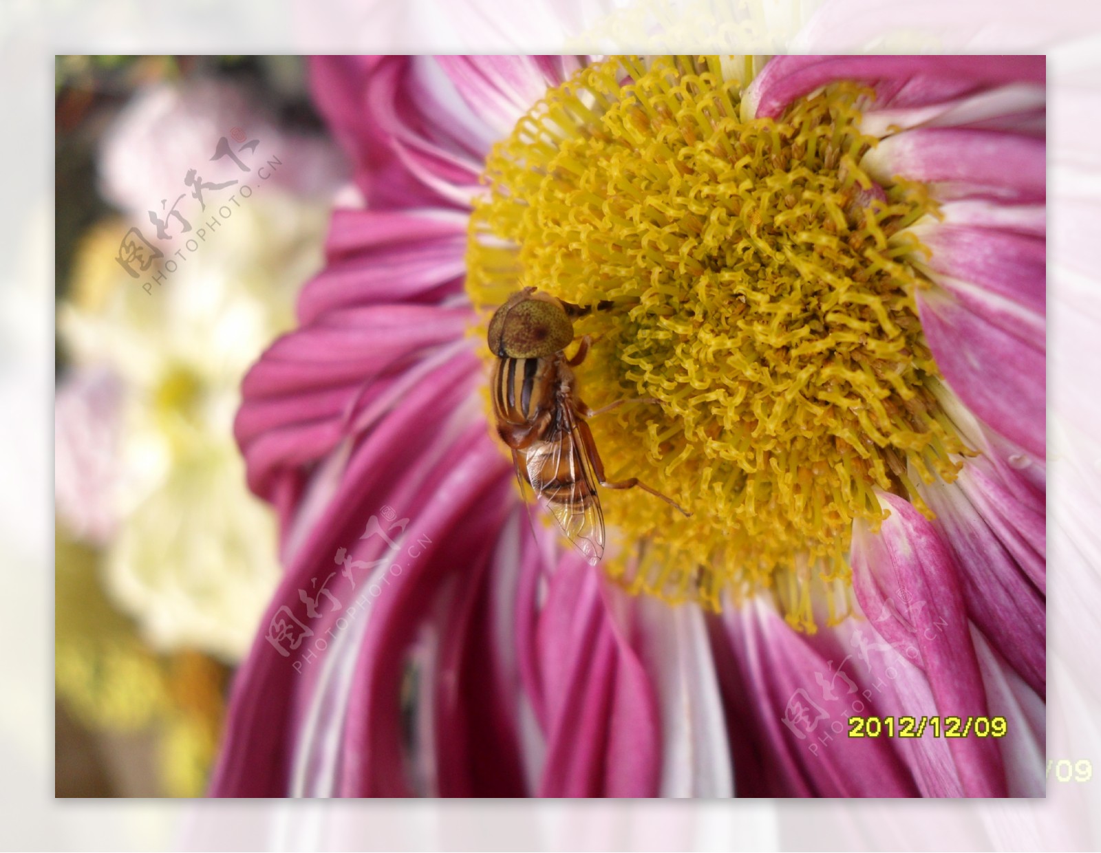 菊花与蜜蜂图片