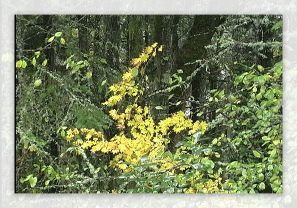 在多雨的森林股票视频雨和黄色的叶子视频免费下载