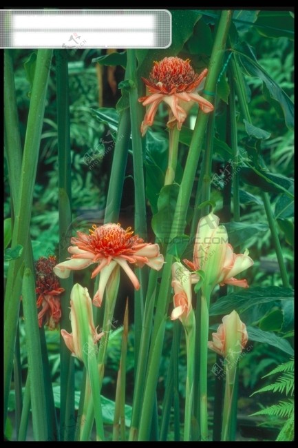 花树叶花朵花瓣花草花卉花藤