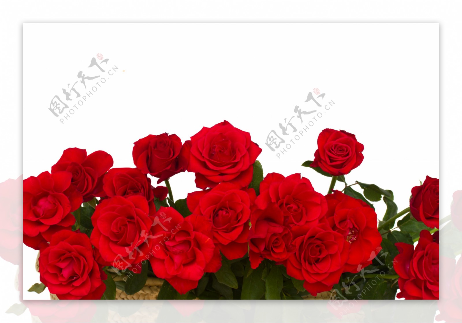 红玫瑰素材下载图片