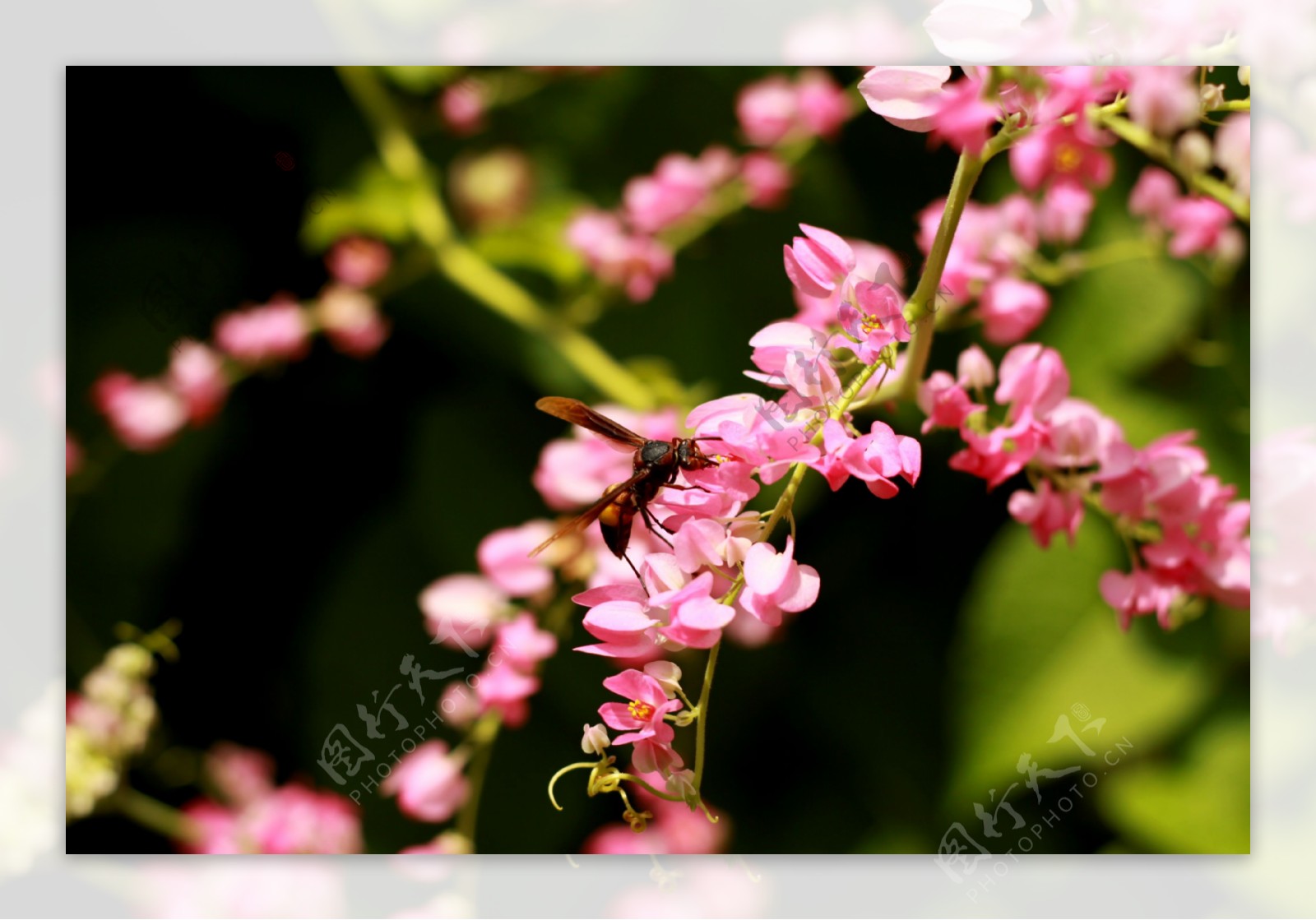 粉色小花蜂