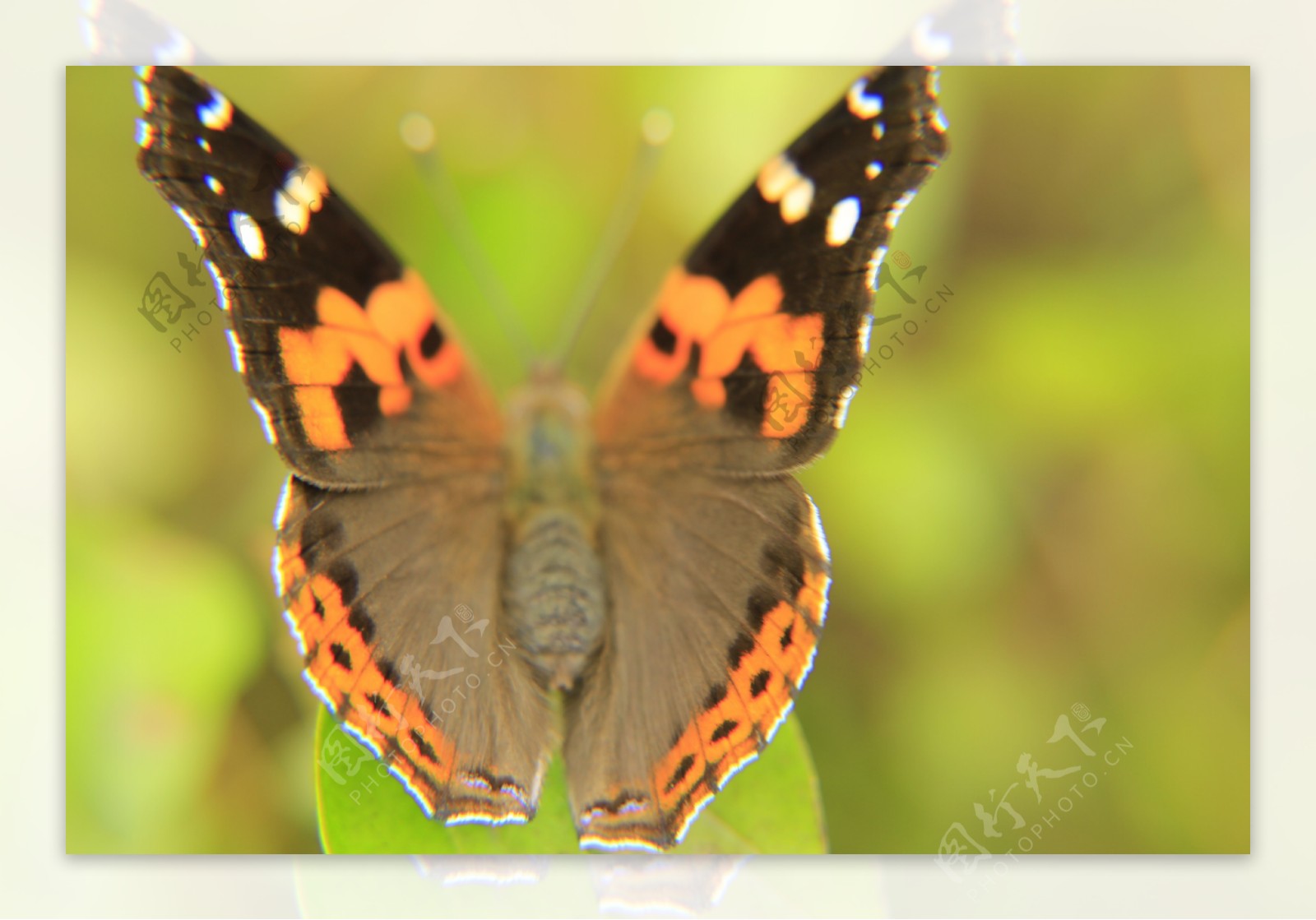 虎纹蝴蝶图片
