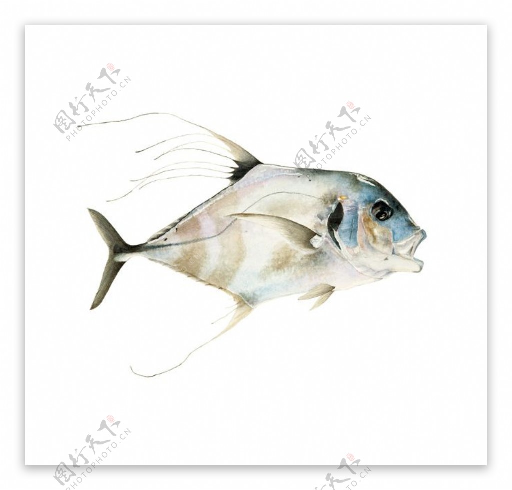 位图艺术效果手绘动物鱼免费素材