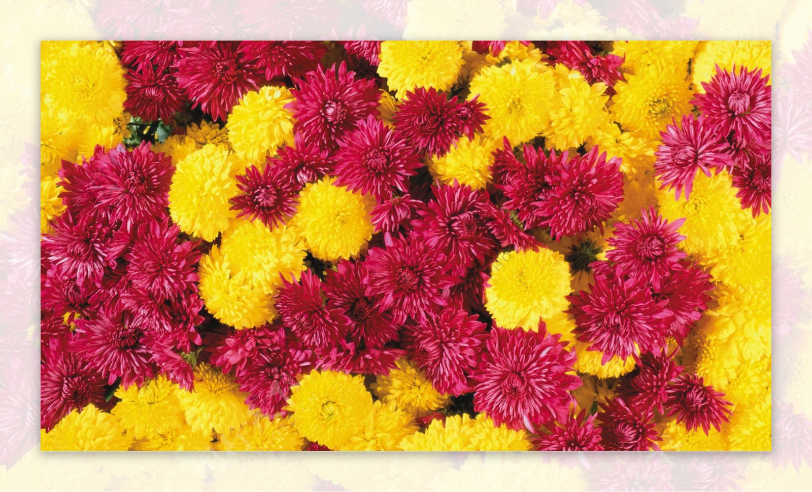 位图植物图案花朵写实花卉菊花免费素材