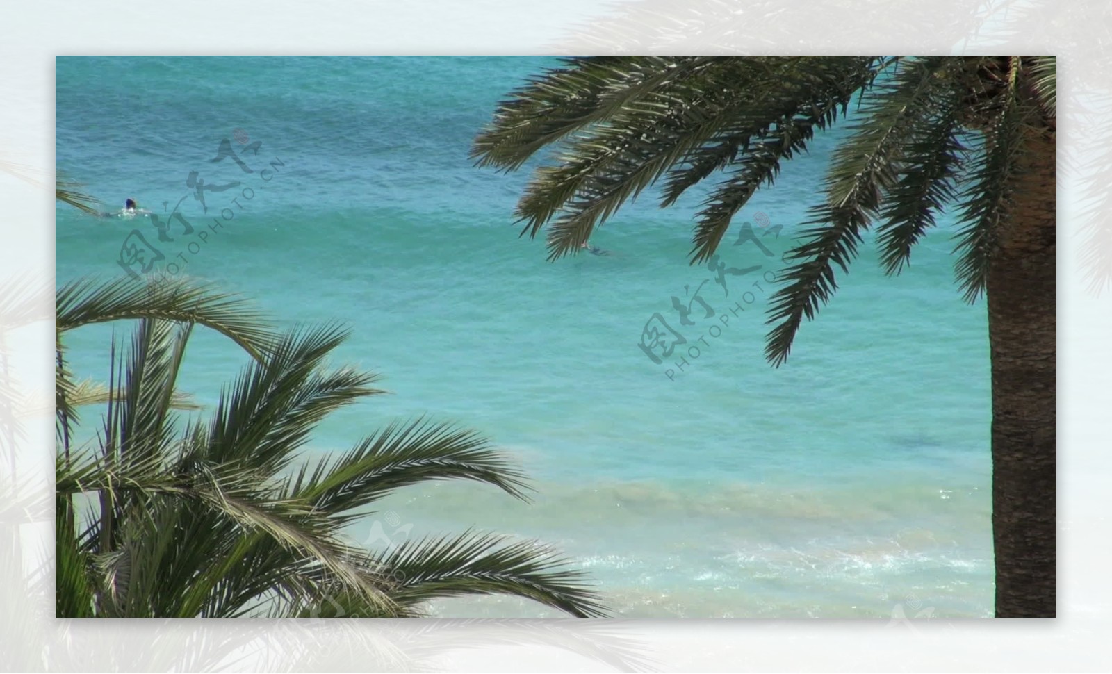 蓝色的海洋冲浪的棕榈树2股票视频框架