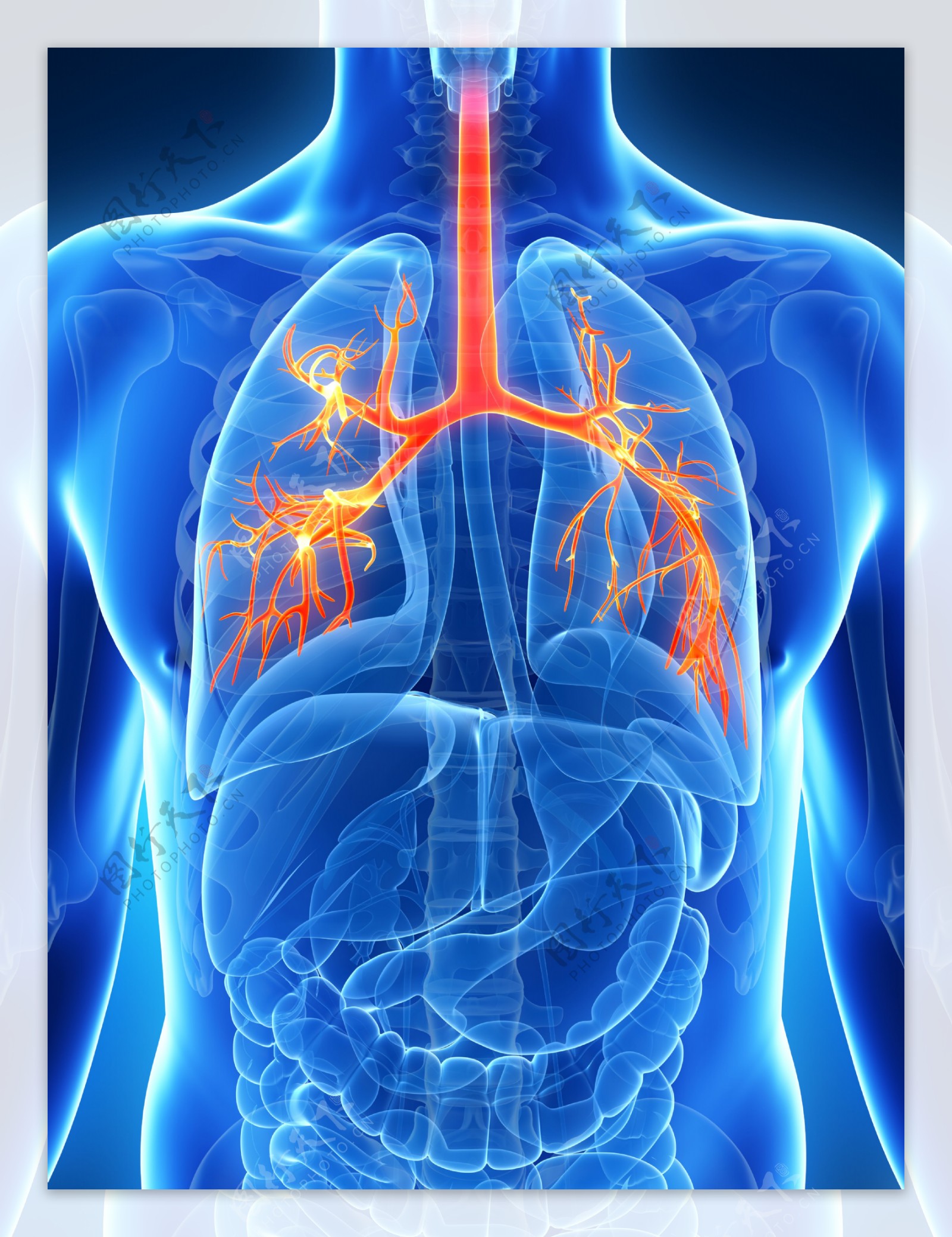 肺部人体器官图片