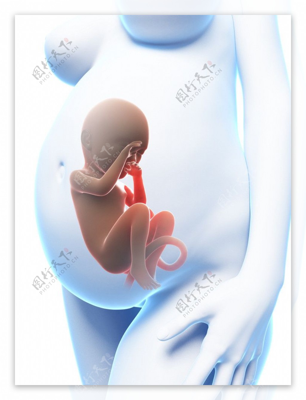 怀孕医学图片