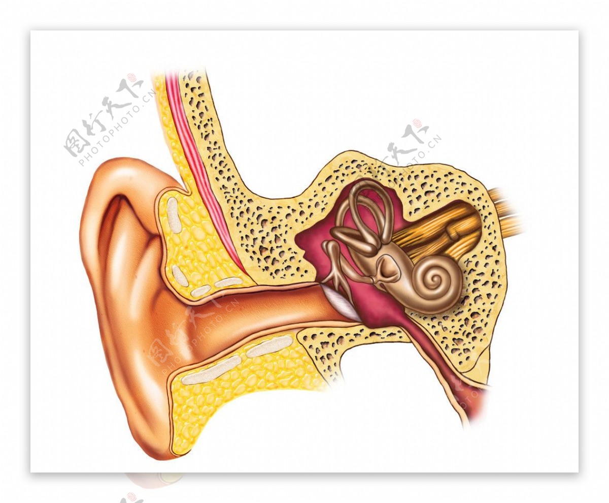 耳朵里面总是痒痒的，是什么情况？是不是耳朵里面出什么问题了？_耳道