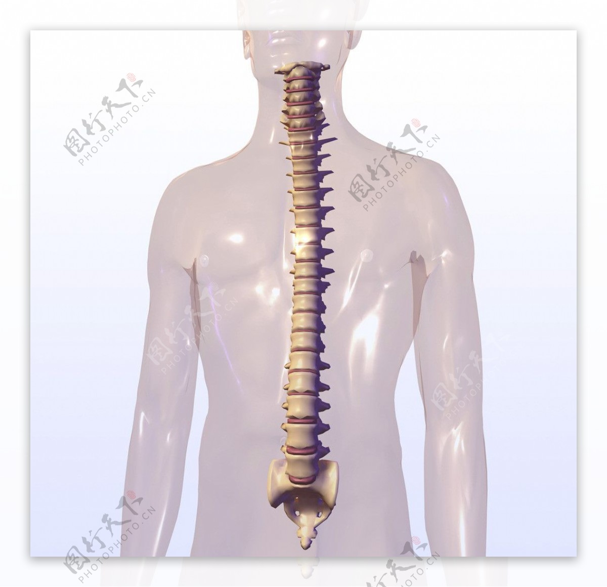 柔性整骨治疗圆肩驼背高低肩、脊柱侧偏
