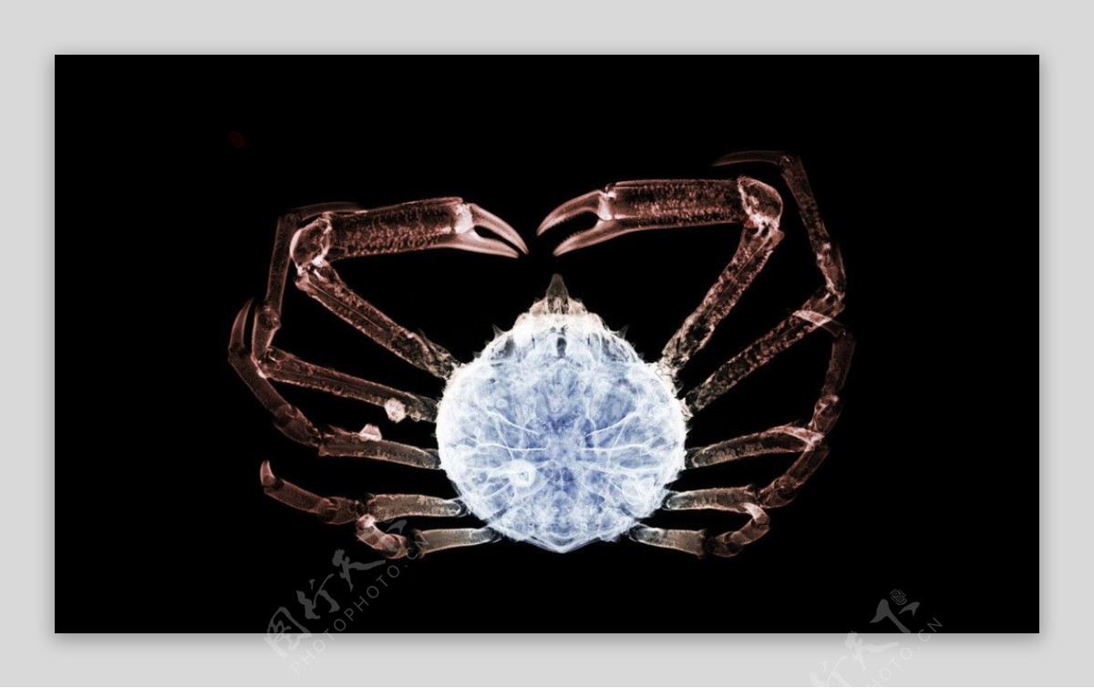螃蟹的X光透视图片