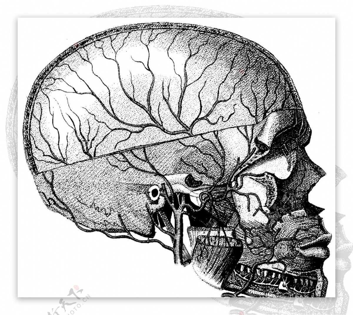 头部血管图片