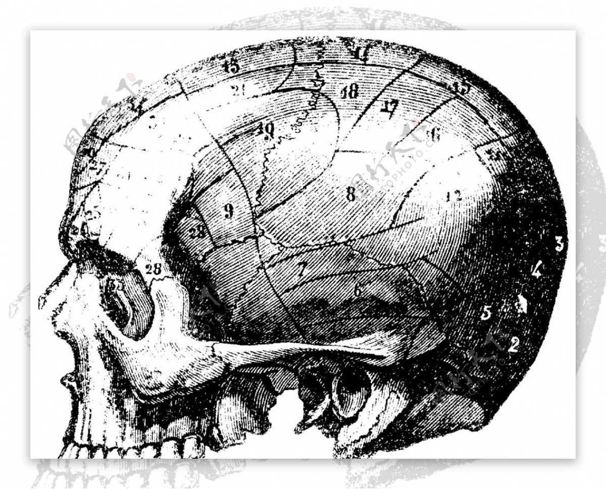 人体头盖骨上部侧面分区图片