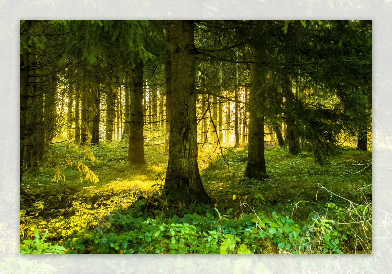 绿色森林之光图片