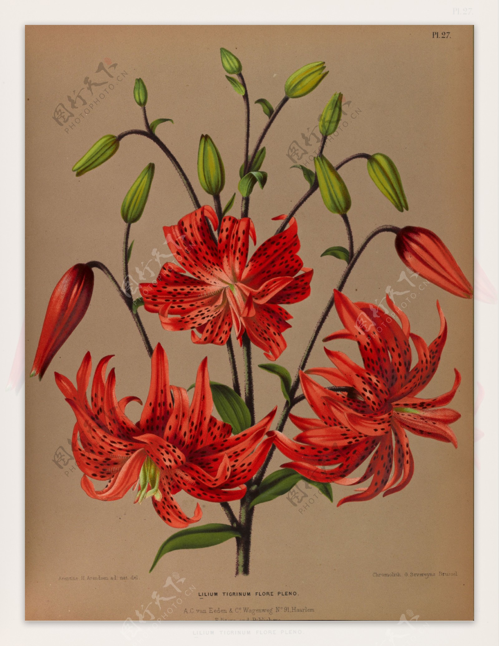 复古手绘红色百合花图片