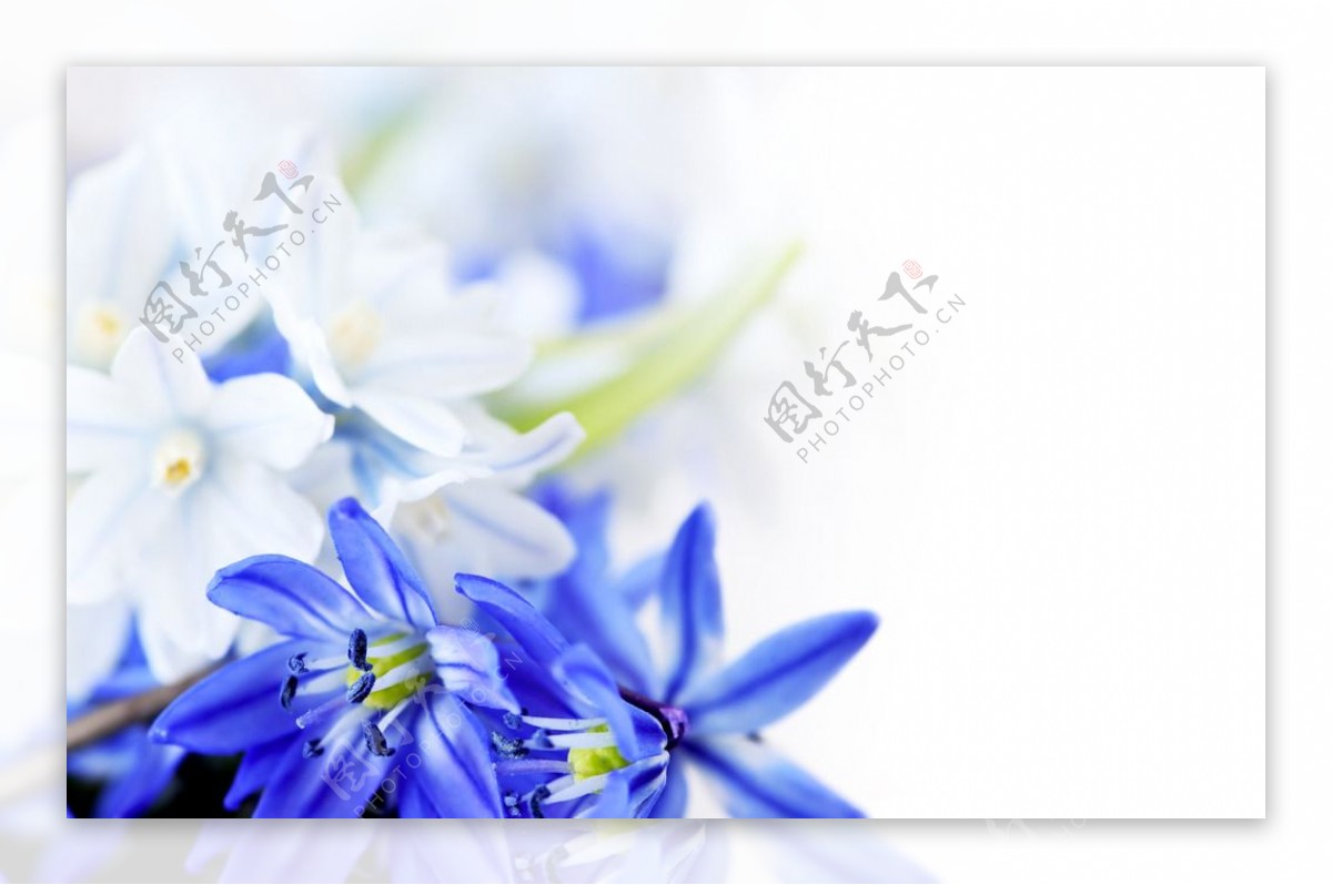 蓝色和白色小花图片