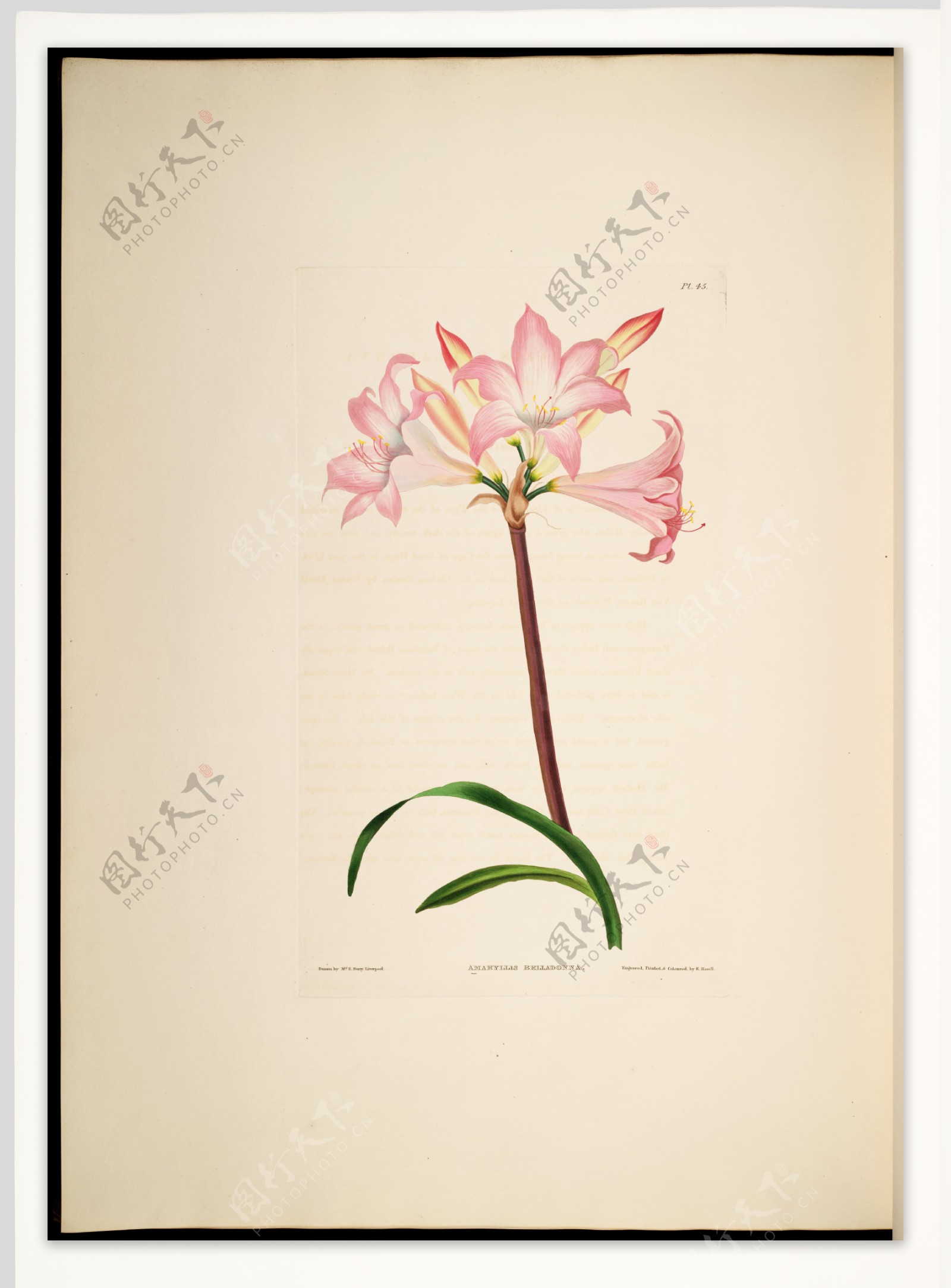 兰花手绘花卉植物图谱花卉图片