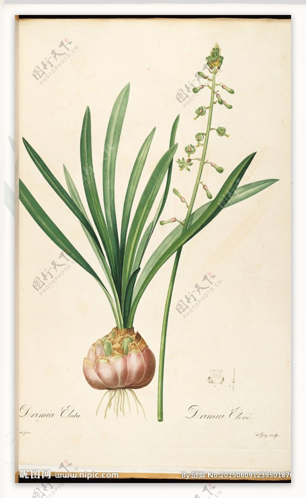 皮埃尔约瑟夫雷杜德植物图图片