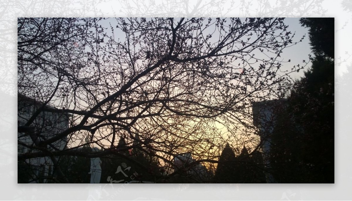 夕阳映衬着的桃花图片