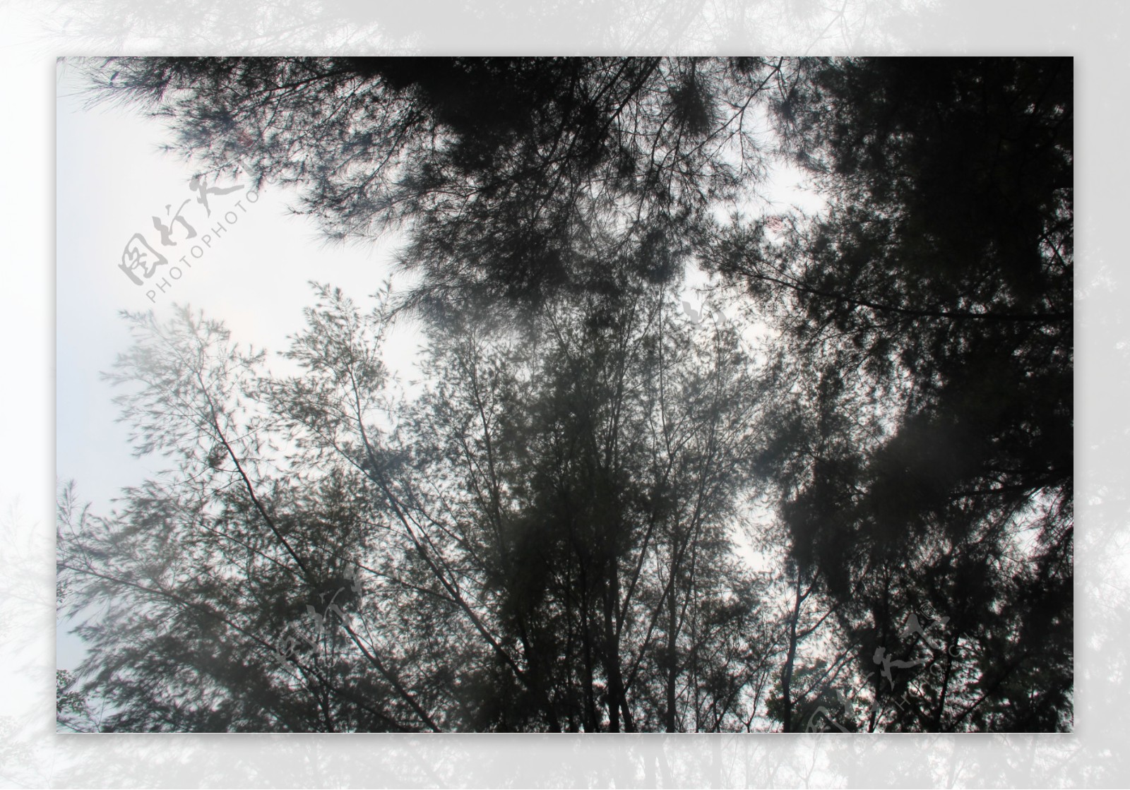 树影斑驳图片