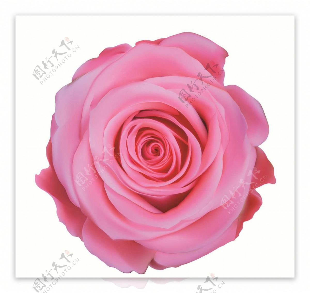 rose玫瑰花图片