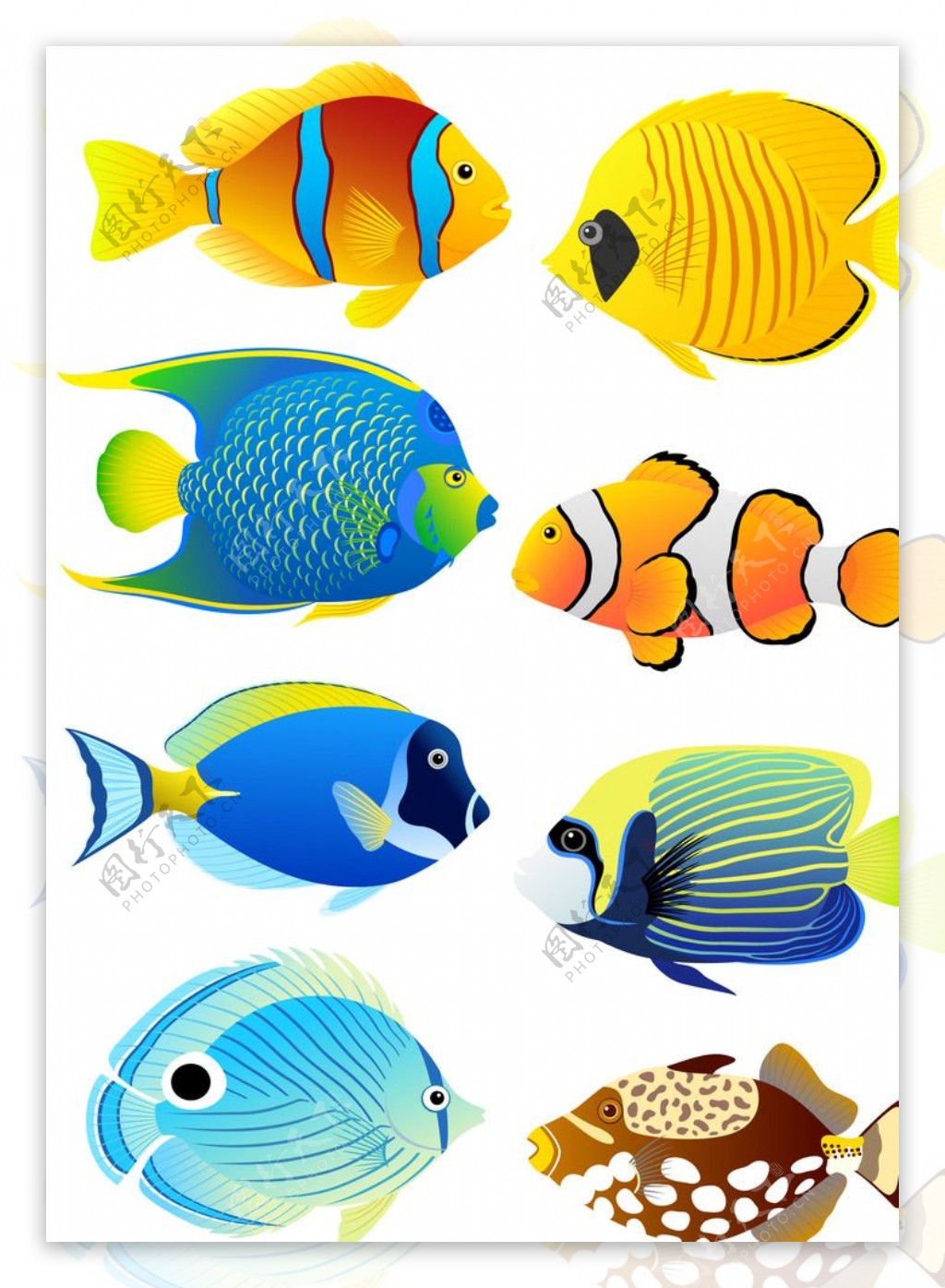 海洋生物鱼图片