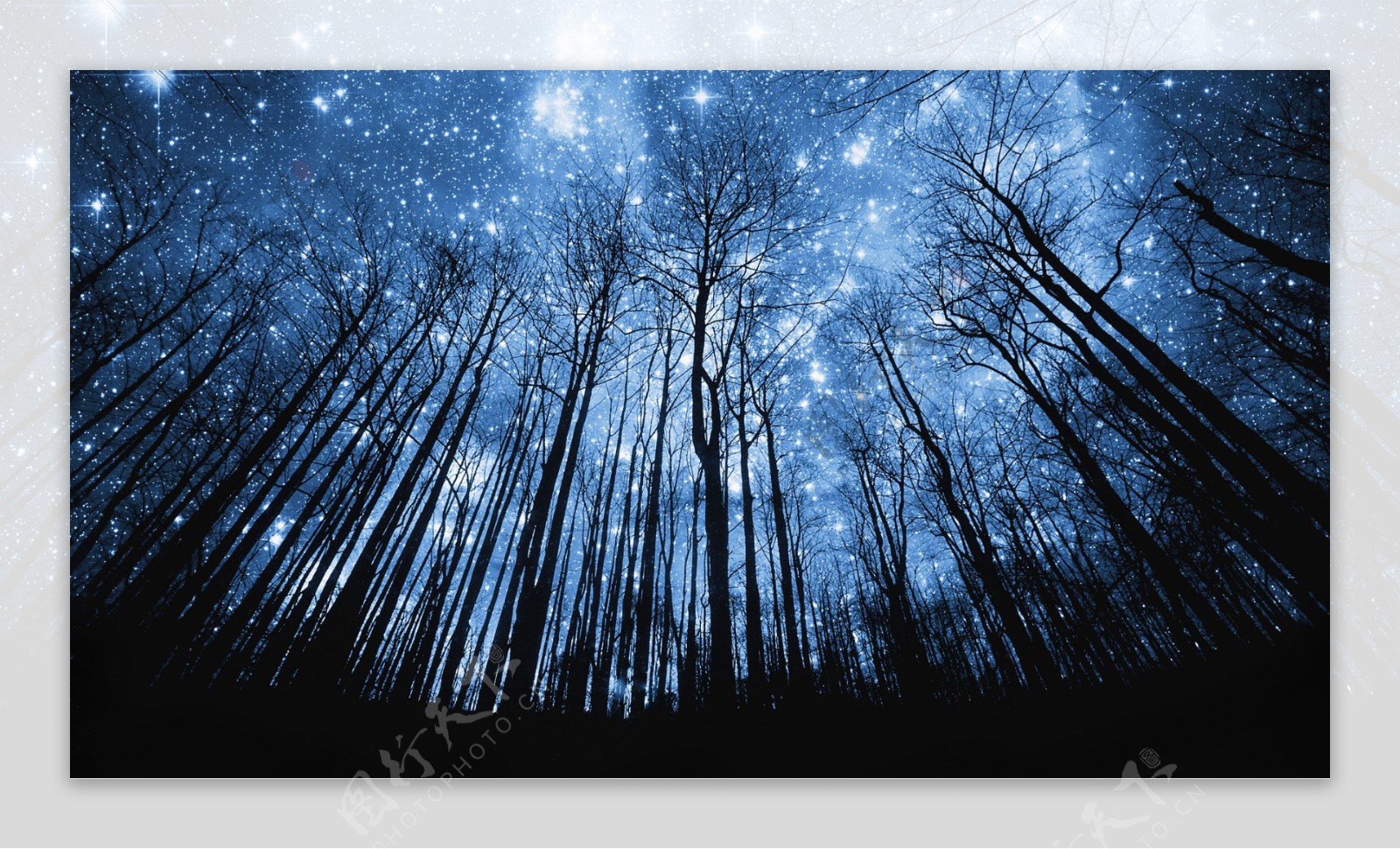 夜晚树林星空图片