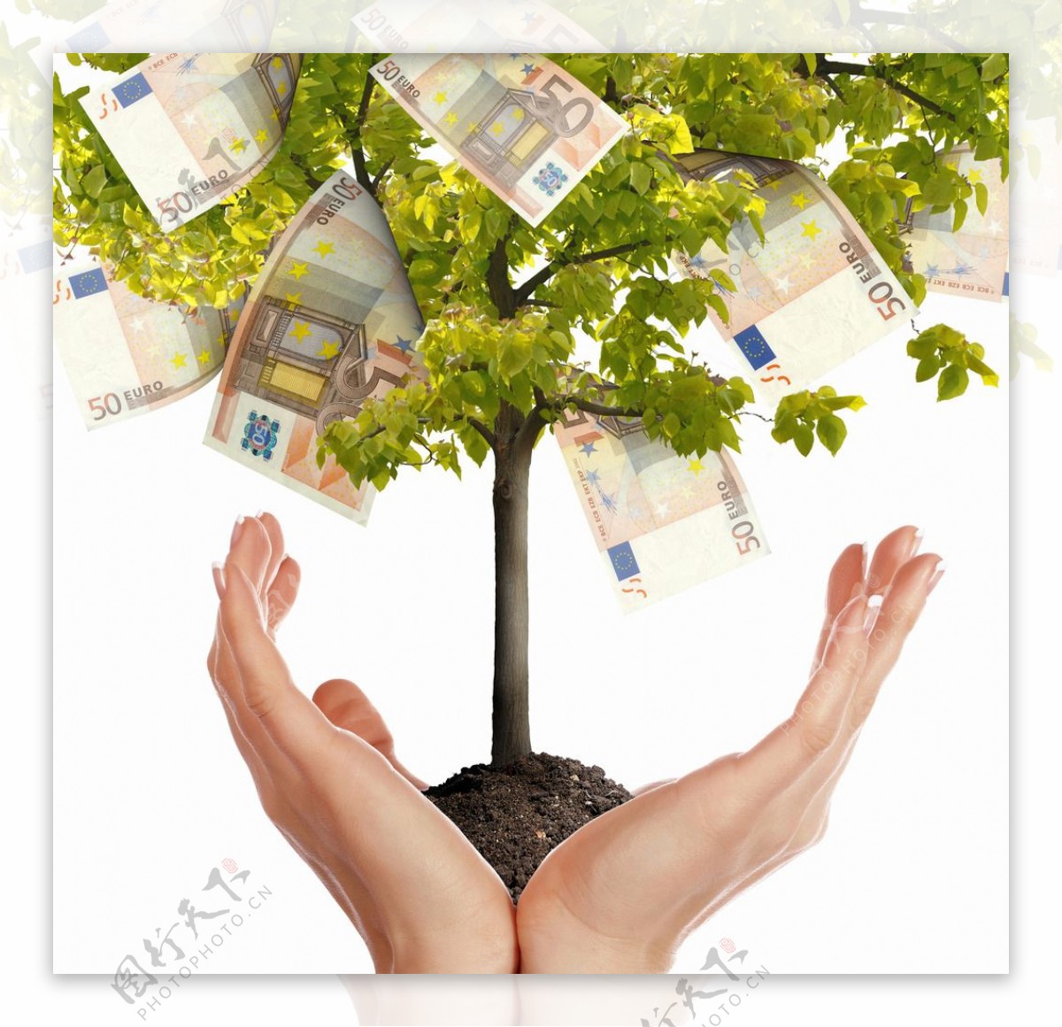 树上的钱图片