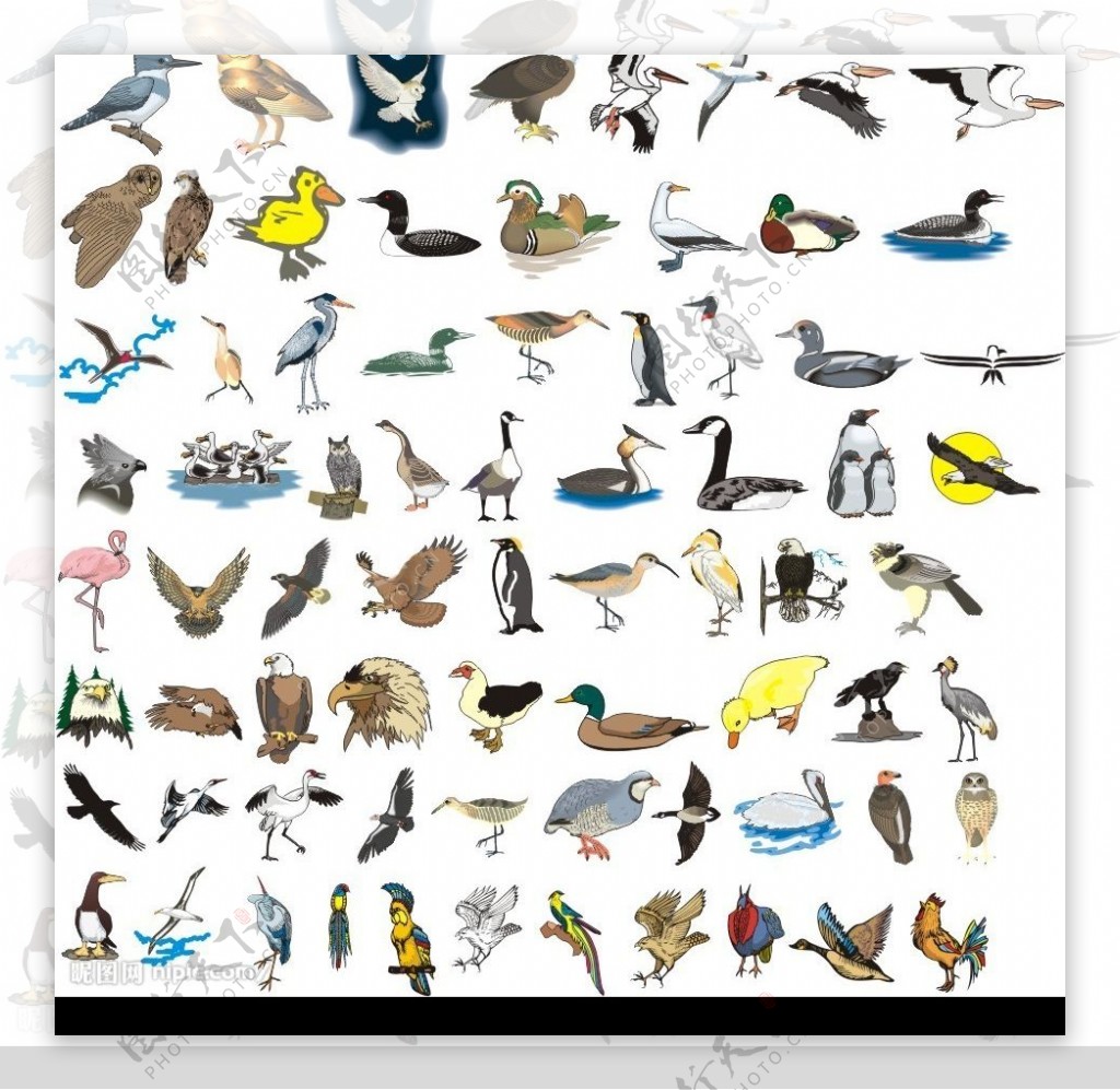 243种鸟类形态的矢量图图片