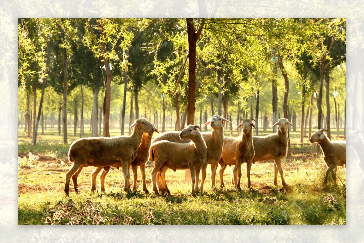 晨光中的羊群图片