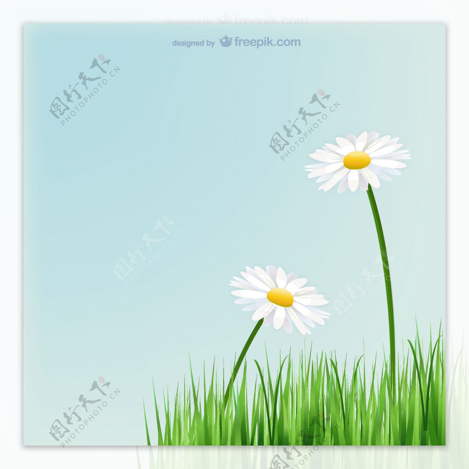 美丽白色菊花素材草地菊花背景图片