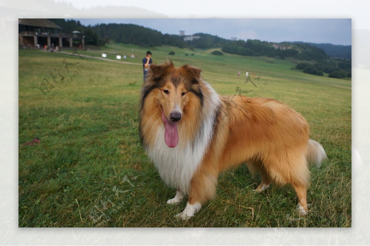 苏格兰牧羊犬图片