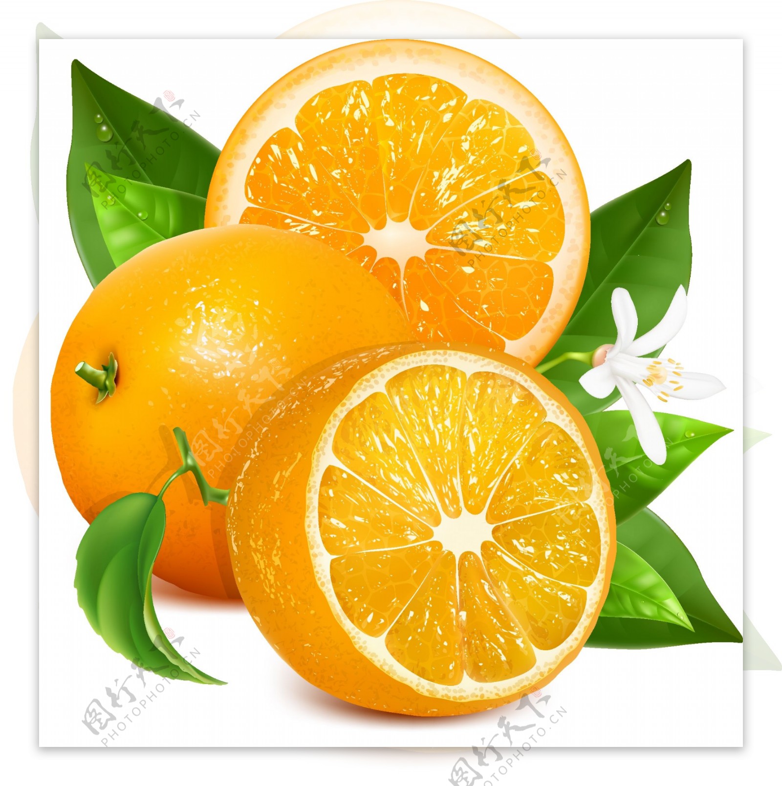 甜橙设计矢量素材图片